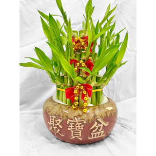 【D.Wei】聚寶盆系列_ 萬年青 開運竹 室內水耕植物 盆栽 開店送禮 招財 開運 風水 送禮 入厝 升遷 裝飾 居家