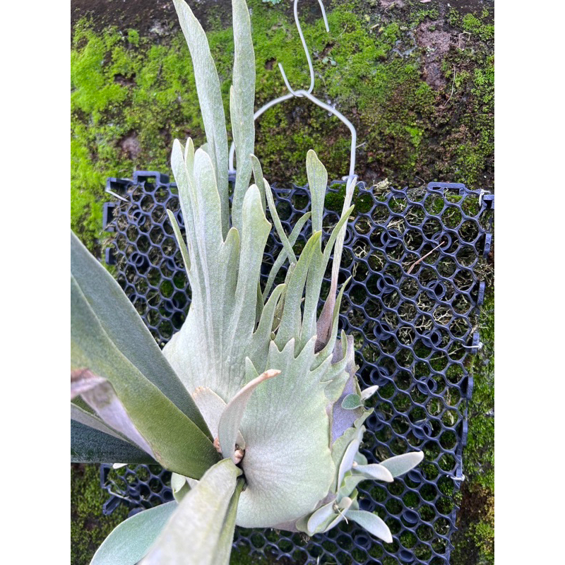P. veitchii 'Auburn River' 成長記録｜🍀GreenSnap（グリーン