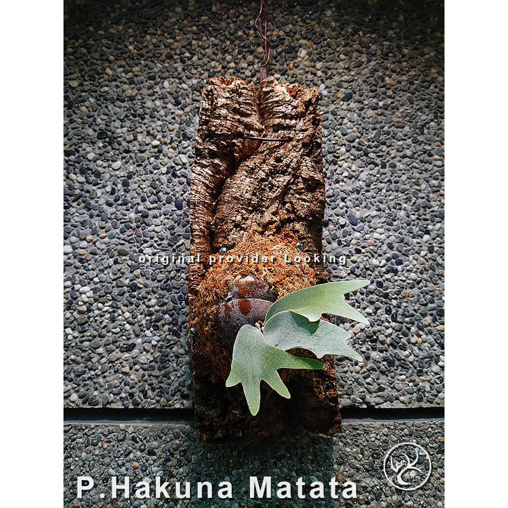 鹿角蕨上板植物 P.Hakuna Matata鹿角蕨 初生軟木 香檳樹皮 牆壁裝飾 陽台佈置 文青植物 鹿青交易所