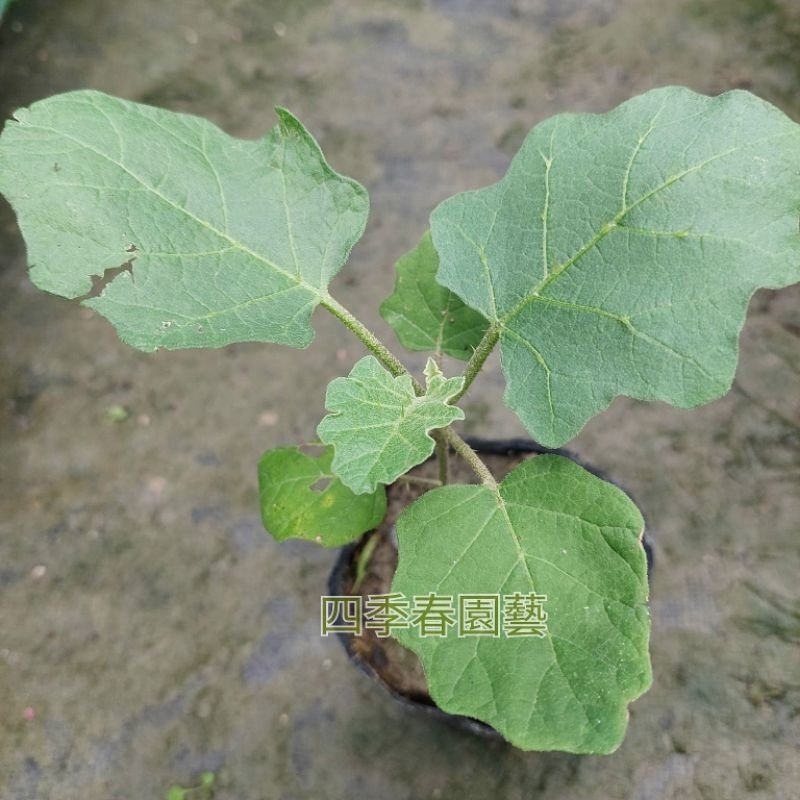 【四季春園藝】正品鈕仔茄 盆栽 盆苗 印度茄 鈕仔茄 | 蝦皮購物
