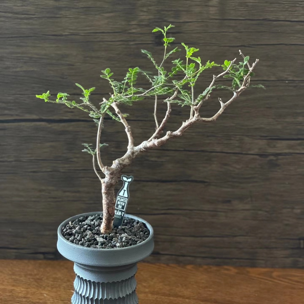 羽葉沒藥Commiphora monstruosa種子 | 蝦皮購物