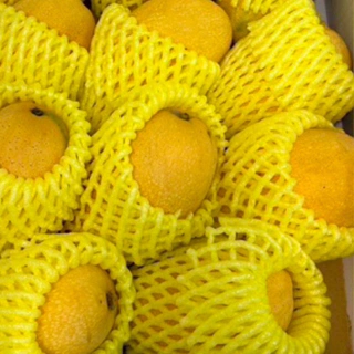 【夏雪芒果被譽為「芒果界的LV」】為高雄農改場耗時十多年 培育出來台灣獨有的芒果品種 是唯一有著品種認證的在地芒果