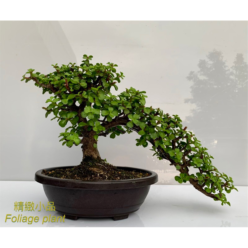 精緻小品盆栽懸崖造型銀杏木多肉植物8吋盆| 蝦皮購物