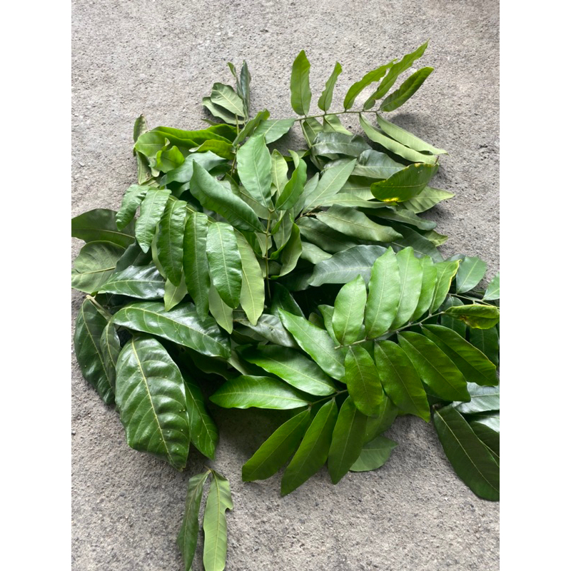 🔥快速出貨 50片35元 快速出貨🌱當天現採.新鮮龍眼葉 🐢新鮮葉片🍃 龍眼樹葉含樹枝烏龜陸龜澤龜養殖使用。ㄧ定多送 | 蝦皮購物