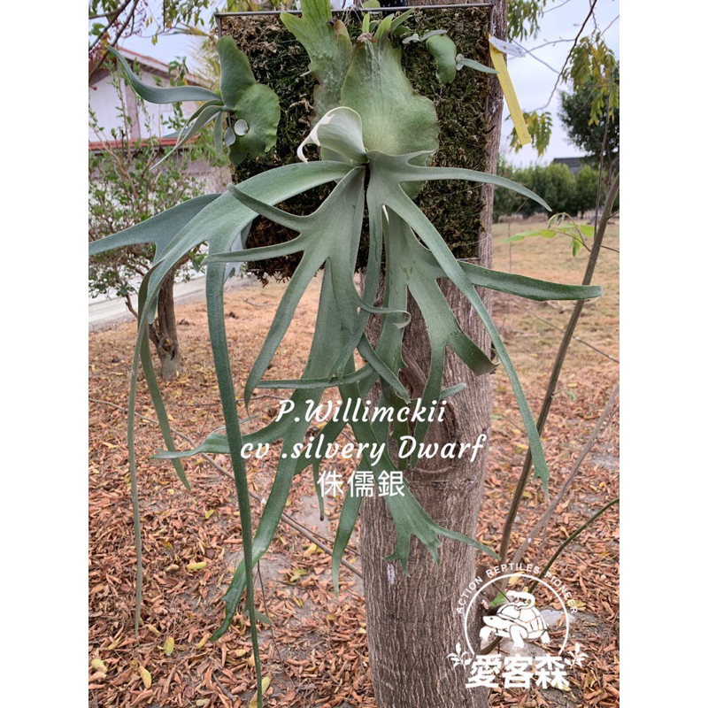 🌱愛客森🌱侏儒銀爪哇鹿角蕨P.Willinckii cv.silvery dwarf | 蝦皮購物