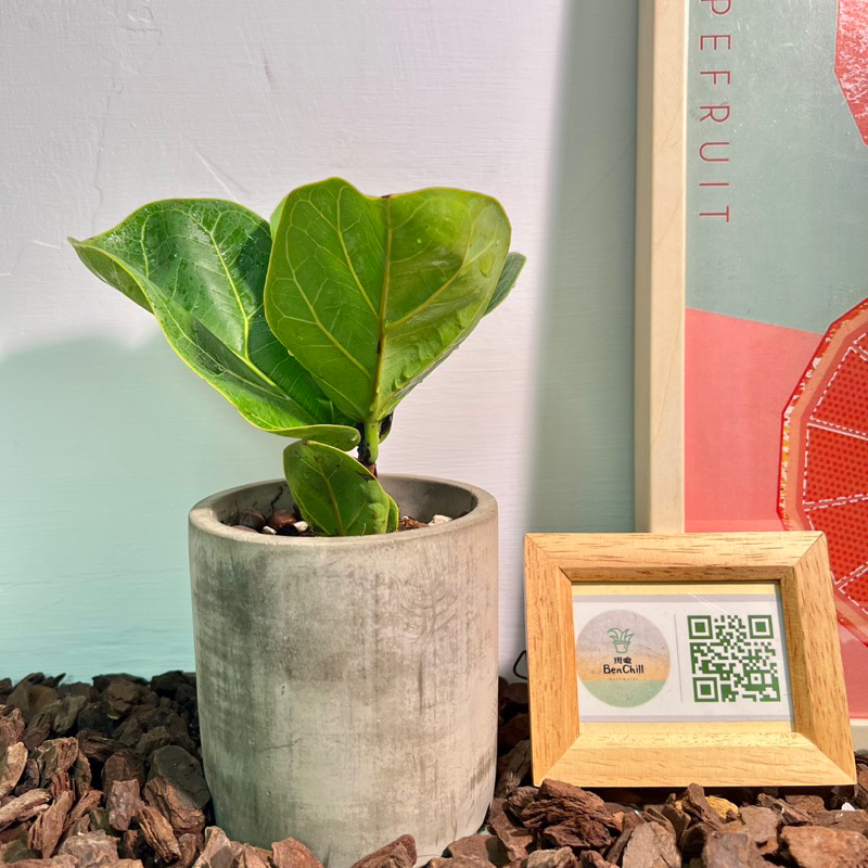 琴葉榕｜Ficus lyrata｜斑啾｜觀葉植物｜INS｜水泥盆器｜居家擺設｜鹿角蕨彩葉芋龜背芋參考｜淨化空氣｜婚禮小物 | 蝦皮購物
