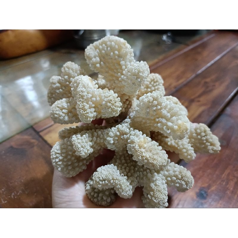 早期白珊瑚 420g