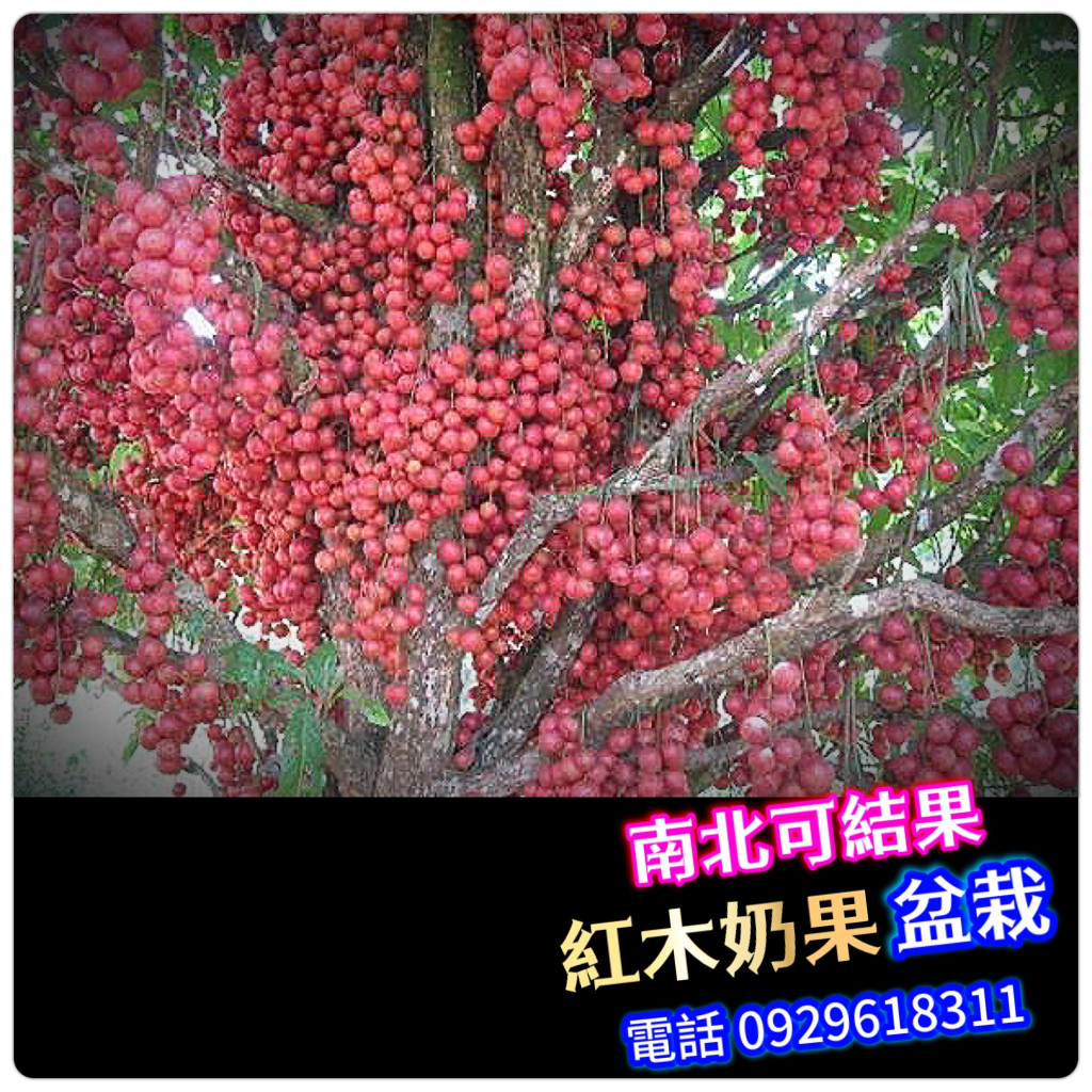 紅樹- 優惠推薦- 2023年12月| 蝦皮購物台灣