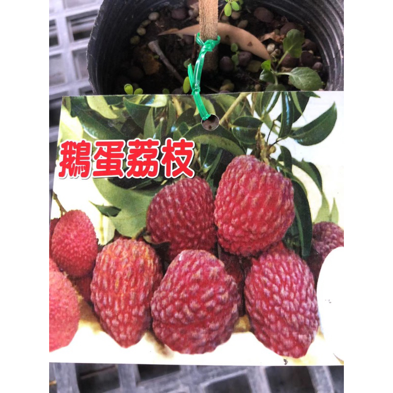 鵝蛋荔枝｜優惠推薦 - 蝦皮購物 - 2026年8月