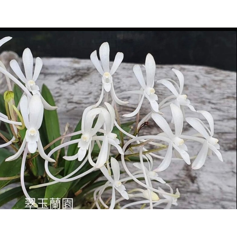 富貴蘭日本風蘭板植日夜都香| 蝦皮購物