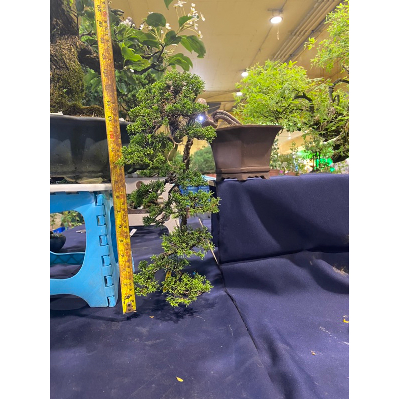 系魚川真柏（大懸崖）盆景盆栽| 蝦皮購物