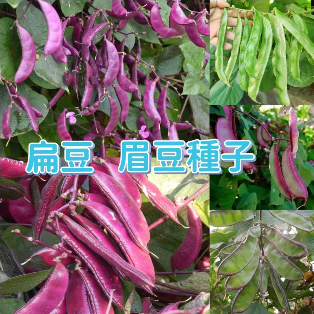 如何在阳台种植紫扁豆？一串串是花也是食物，可持续生态阳台不能少了它 - 知乎