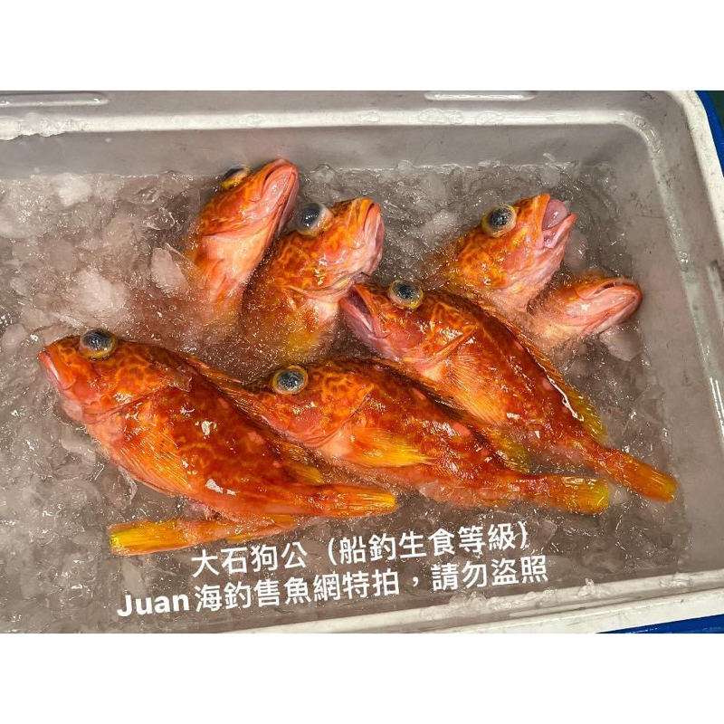 船釣石狗公（生食等級） | 蝦皮購物