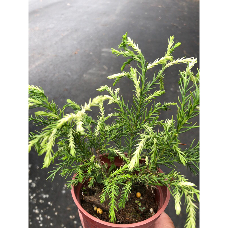 日本特有種 白芽柳杉 ｜3吋盆～杉科柳杉屬⋯ | 蝦皮購物