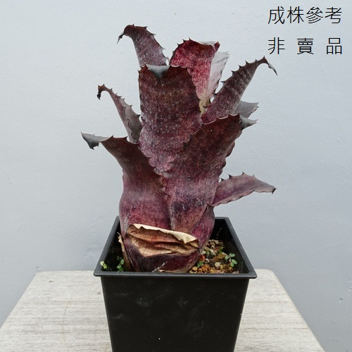 鳳梨科~Hohenbergia leopoldo-horstii dark form(高10cm+，裸根