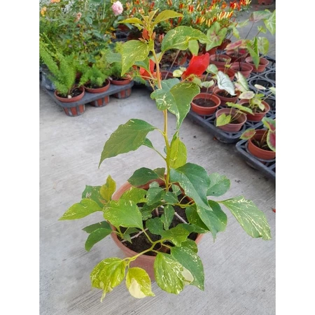 虎斑檳城 5吋盆