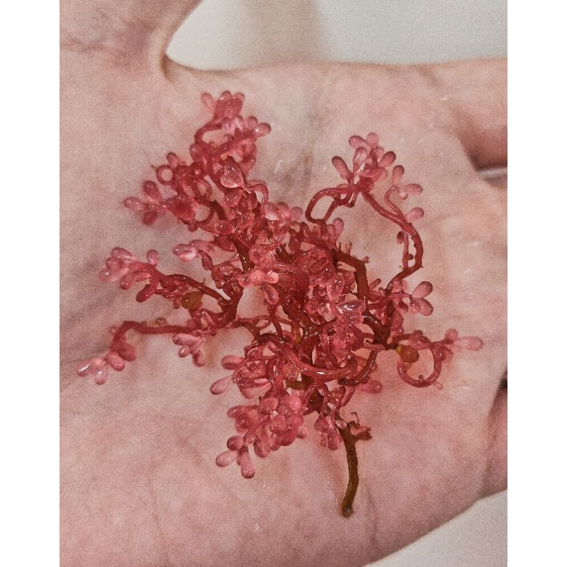 DASABI「紅葡萄藻 」海藻 紅藻 觀賞藻 吸收氨氮 降低N.P 淨化水質 魚缸造景《超商運送風險自負》 蝦皮購物