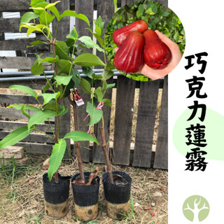 特大　レンブ取木苗木 台湾黑金剛 蓮霧 特大 レンブ取木苗木 台湾黑金剛 蓮霧 - メルカリ