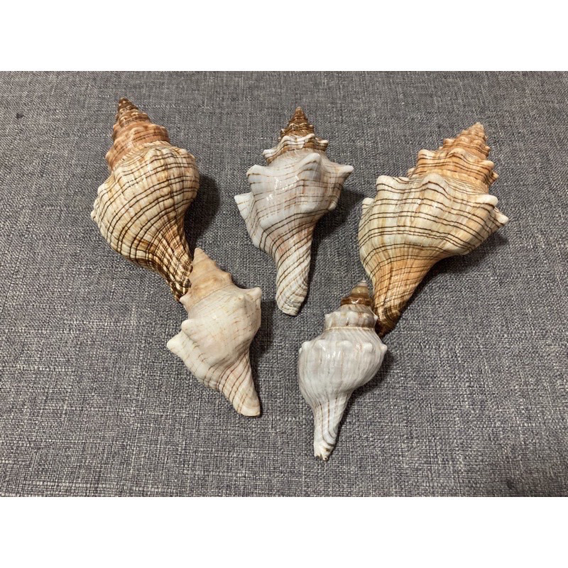 寄居蟹替換殼 赤旋螺 羊角螺 刺螺 短腕 深紫陸 凹族的最愛 天然海螺 | 蝦皮購物