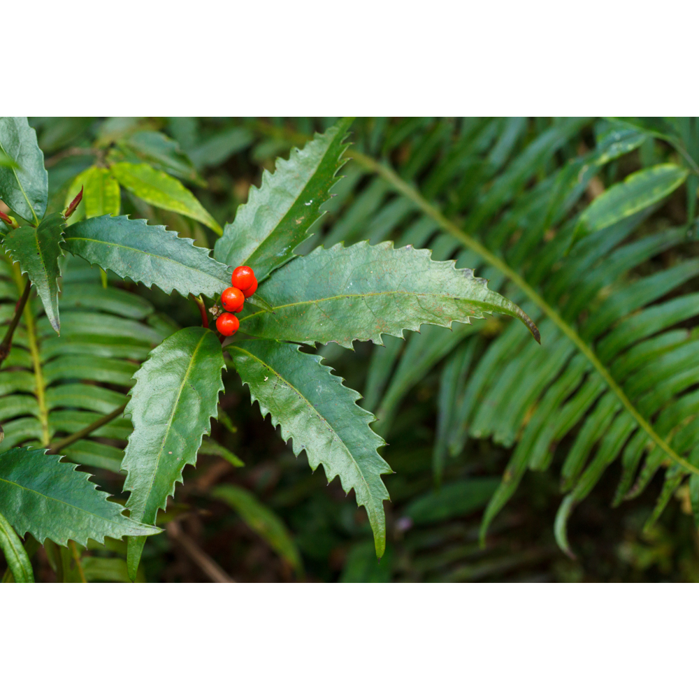 台灣原生種 紅果金粟蘭 紅果金素蘭 九節茶 藥用植物 觀賞灌木 | 蝦皮購物