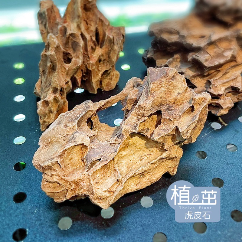 植茁🌿虎皮石 松皮石 造景素材 苔蘚生態造景 半水景生態缸 | 蝦皮購物