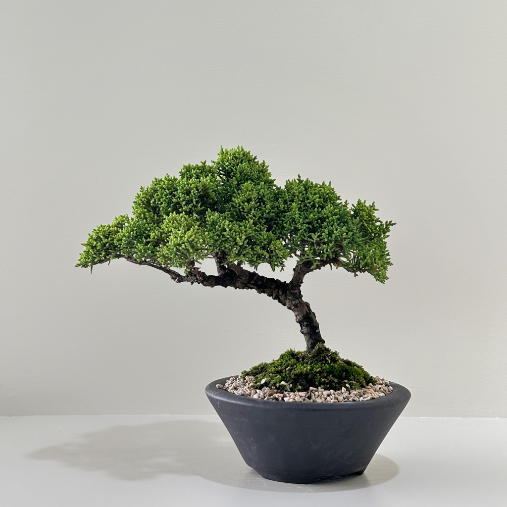 【Tanaka Bonsai】TP557 紀州真柏/鐵柏盆景｜松柏盆栽