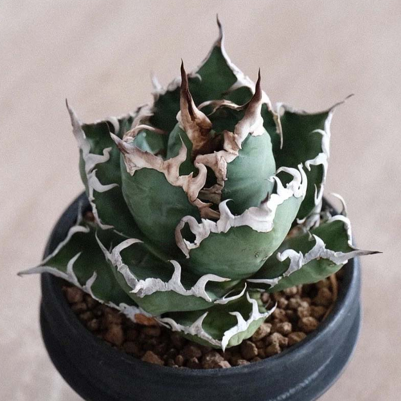 ↠有植感↞ ▯凱薩嚴龍▯ Agave titanota 'Caesar ' 凱薩嚴龍龍舌蘭龍