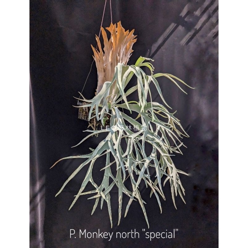 P. Monkey north 