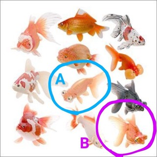 原色淡水魚図鑑Ⅰ・Ⅱ改訂版　一部破損　空欄あり 原色淡水魚図鑑II｜商品情報｜タカラトミーアーツ