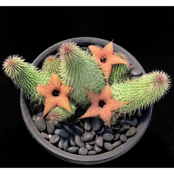 ≡植綠人生≡🌴阿修羅🌴Huernia pillansii│蘿藦科│劍龍角屬│多肉