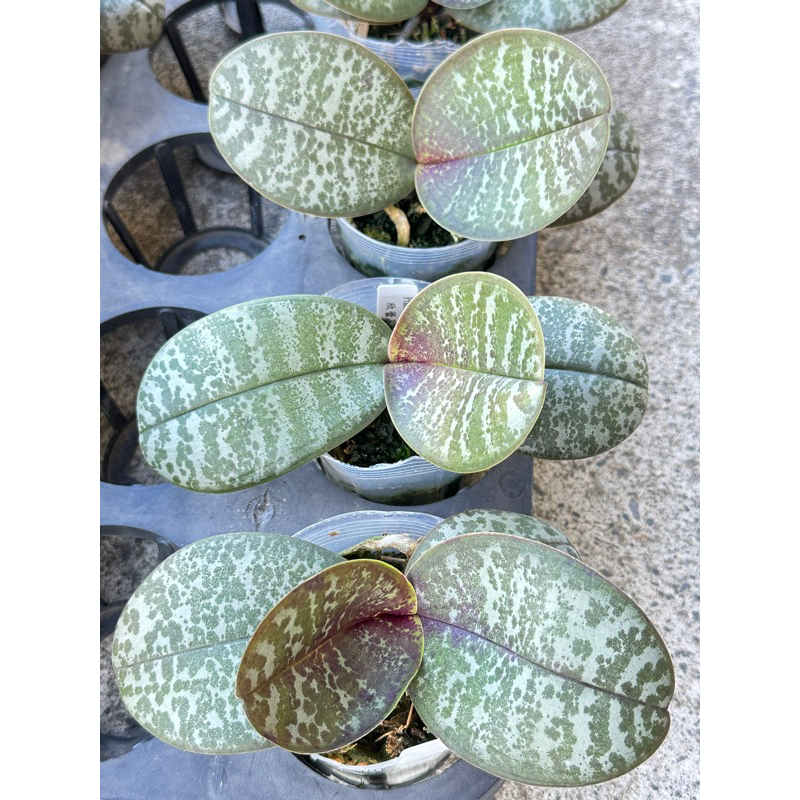 西蕾莉斑葉蝴蝶蘭Phal. schilleriana x sib 實生株| 蝦皮購物