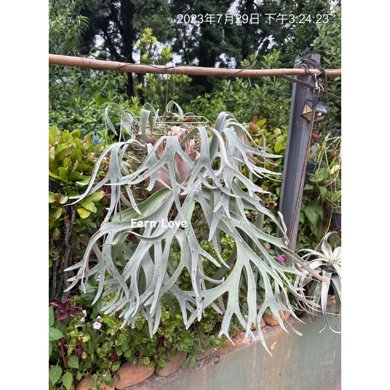 P. Pewchan 'F304 Snow Queen' Spore ちっちゃく No.1