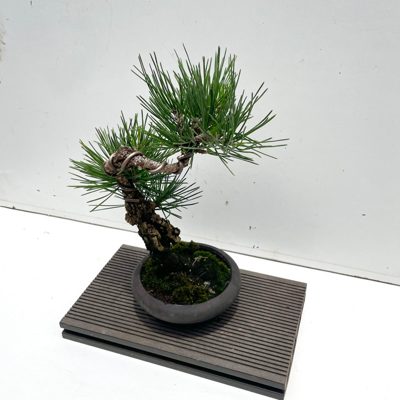野趣小品盆栽》日本黑松🇯🇵夢錦松（錦松進化品種） | 蝦皮購物