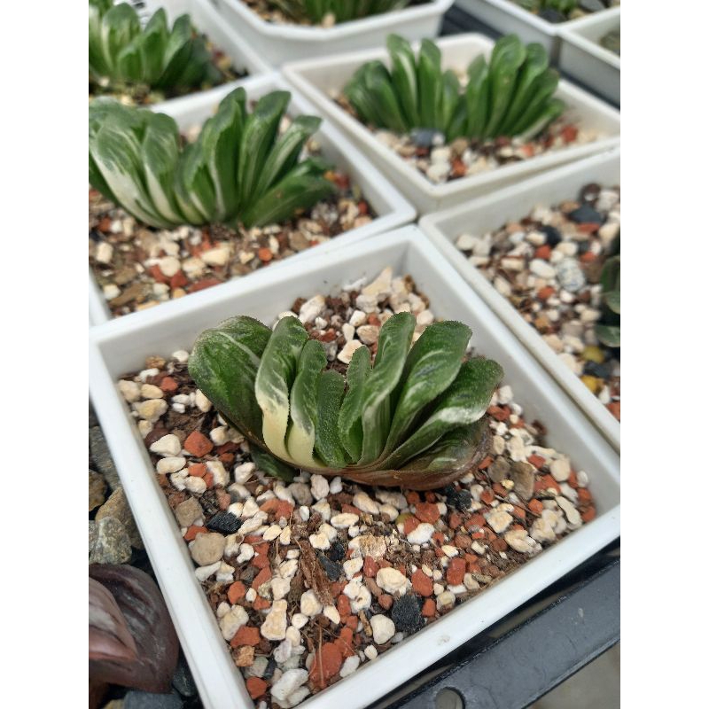 Haworthia Truncata variegata Care
