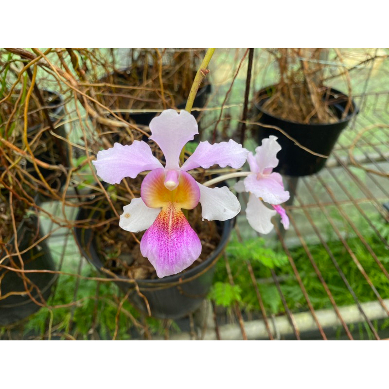 卓錦萬代蘭 Vanda Miss Joaquim鐵釘蘭 鳳蝶蘭 蘭花 圍籬植物 附生植物 | 蝦皮購物