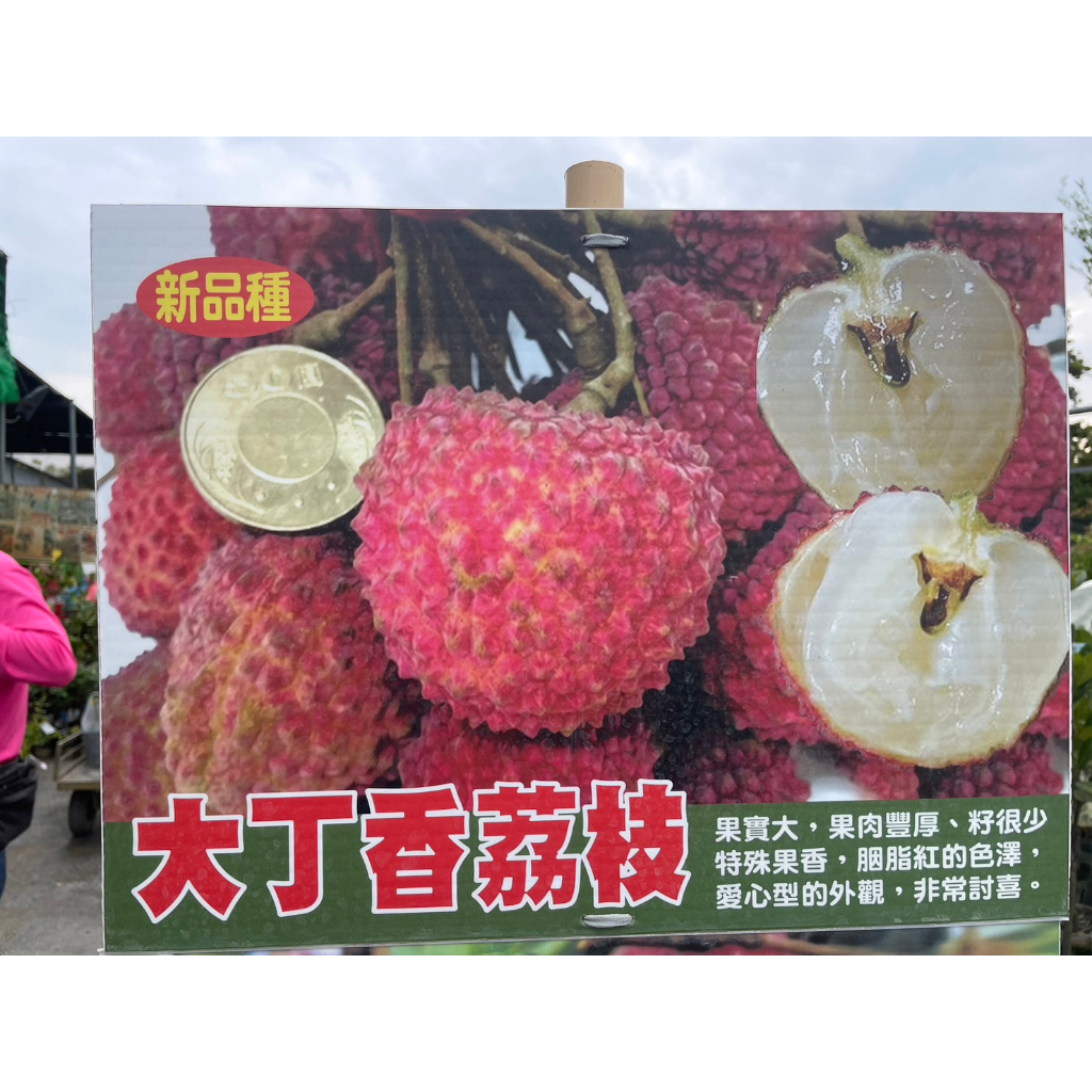 ★ 逗花枝玩 ☆ 水果苗 大丁香荔枝 4吋 植株較硬直 不建議超取 | 蝦皮購物