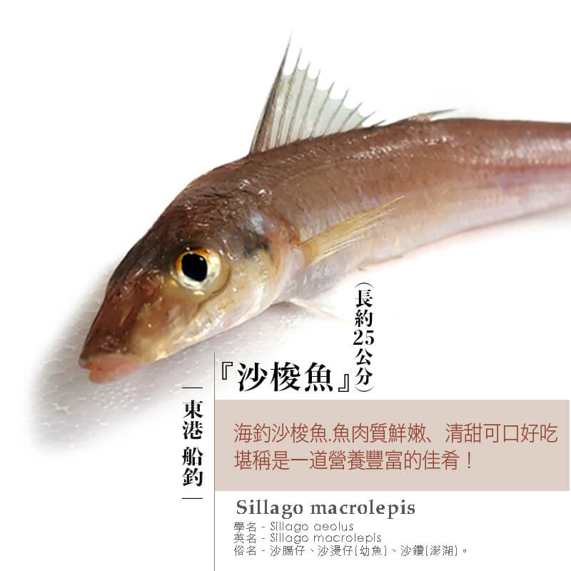 【水汕海物】南臺灣北門海釣 超大等級 最鮮嫩肥美的大沙鮻魚 沙梭 沙腸仔 沙鑽。『實體店面、品質保證』 | 蝦皮購物