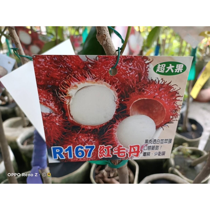 卉迎園藝 R167紅毛丹 靠接苗 高度80公分 離核品種 黑貓宅配一箱可放6棵 | 蝦皮購物