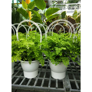 彩綠花果園_觀葉植物_鐵線蕨_4/5吋吊盆_高約15-20cm