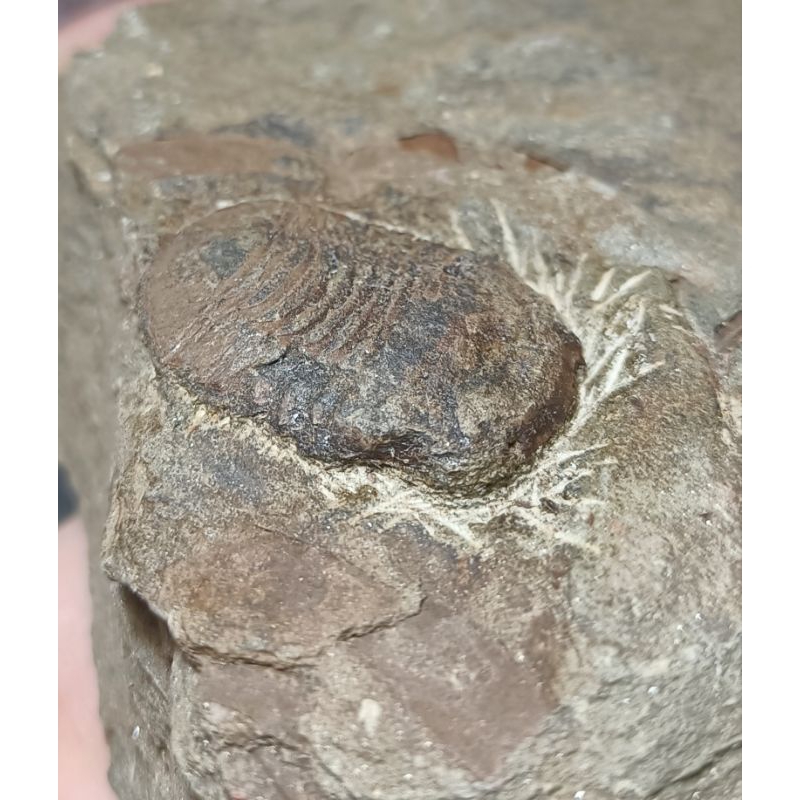 [程石] 中國重慶 寶石蟲三葉蟲與海扁果化石/Nileus sp. | 蝦皮購物