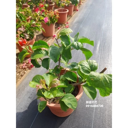 泰國奇花 7吋盆