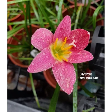 月亮玫瑰 頂上花藝