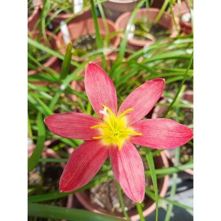 蘋果假期 頂上花藝