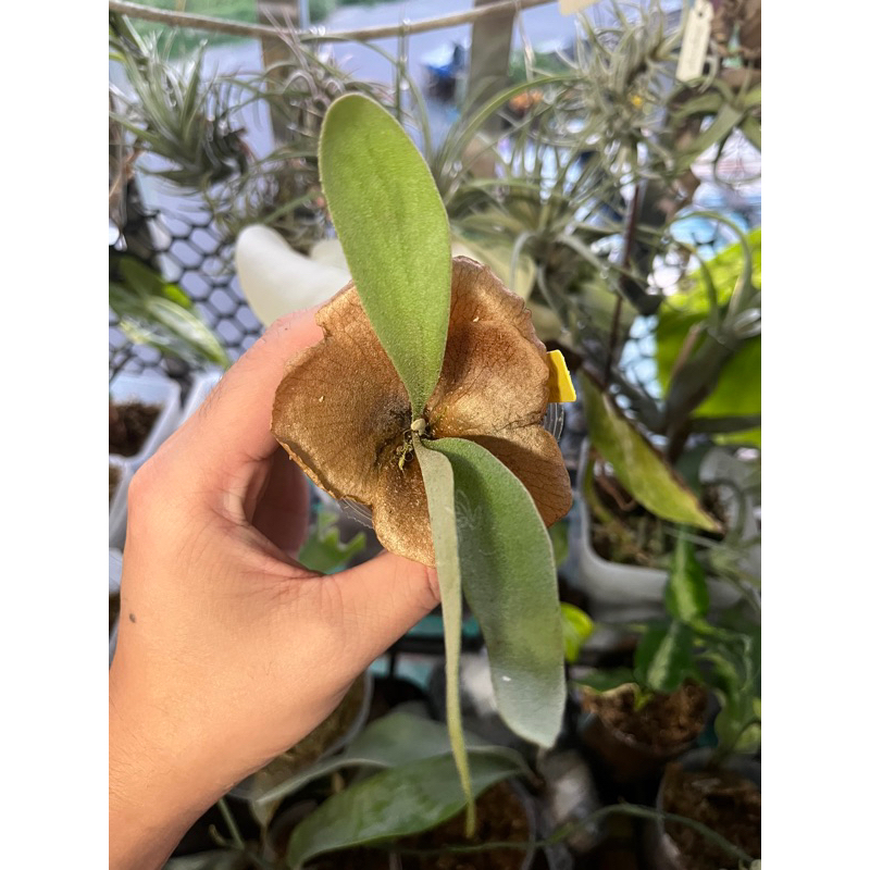 P.Andinum×Willinckii pup 【公式通販】