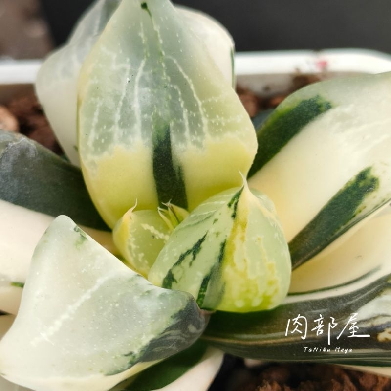 肉部屋極上斑轉逆斑裏般若錦百合阿福花科多肉植物Haworthia Ura Hannya