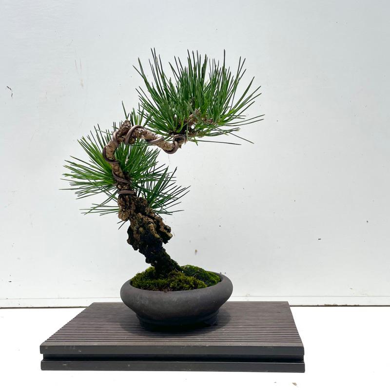 盆栽 小品盆栽 錦松(夢錦)-7 野趣小品盆栽》日本黑松🇯🇵夢錦松（錦松進化品種） | 蝦皮購物