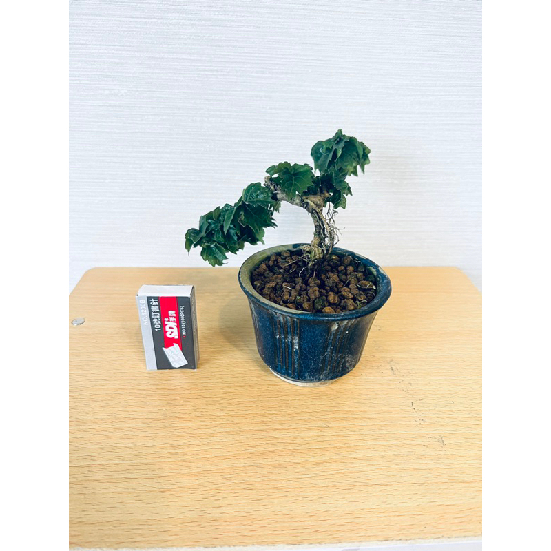 龍神蔦　豆盆栽 稀有植物～日本豆盆～龍神蔦～#4 | 蝦皮購物