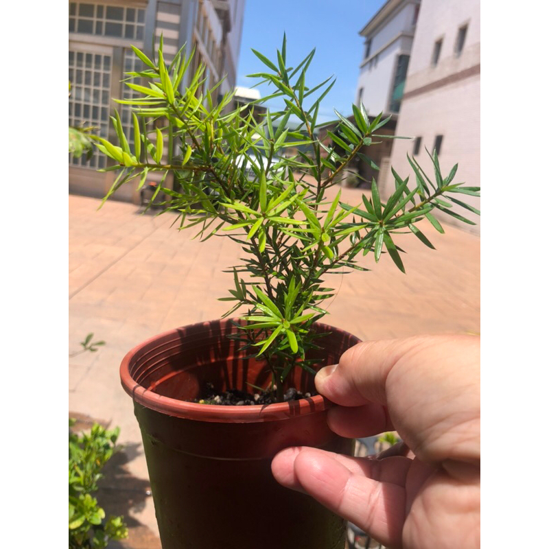 台灣原生種杉木 油杉｜5吋～高級庭園樹種苗木 | 蝦皮購物