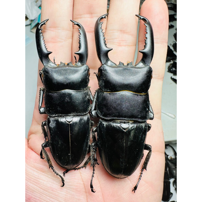 昆蟲標本（死的非活體） 野生Dorcus titanus palawanicus 巴拉望巨扁