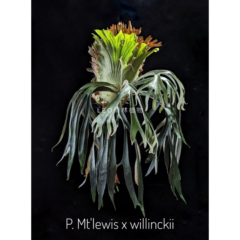 P. Mt'lewis x willinckii 鹿角蕨| 蝦皮購物